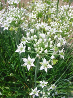 Chlorophytum Tuberosum